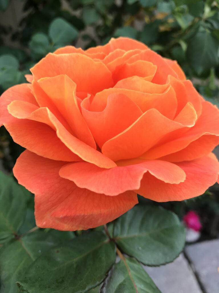 Orange rose