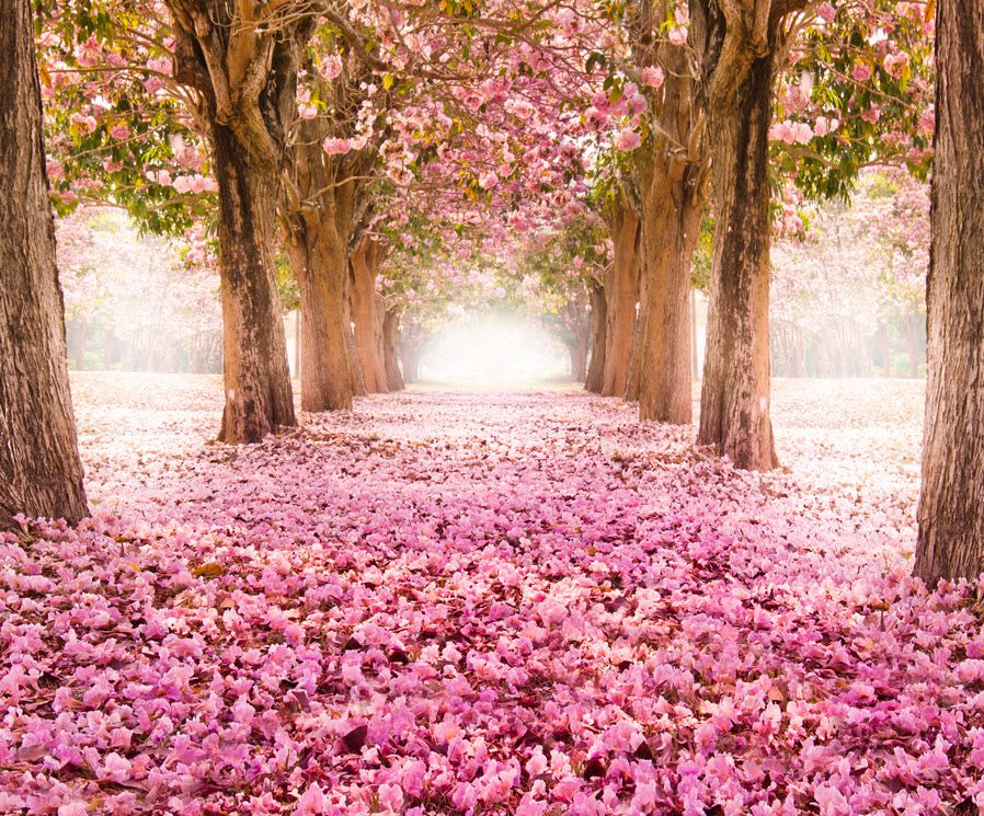 Cherry blossom petals covering the ground